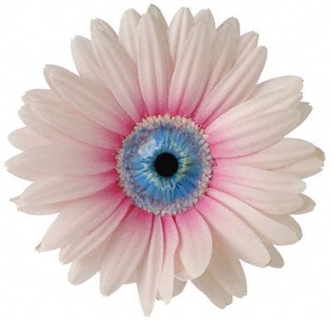1gerberaeye