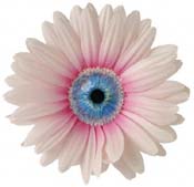 1gerberaeye