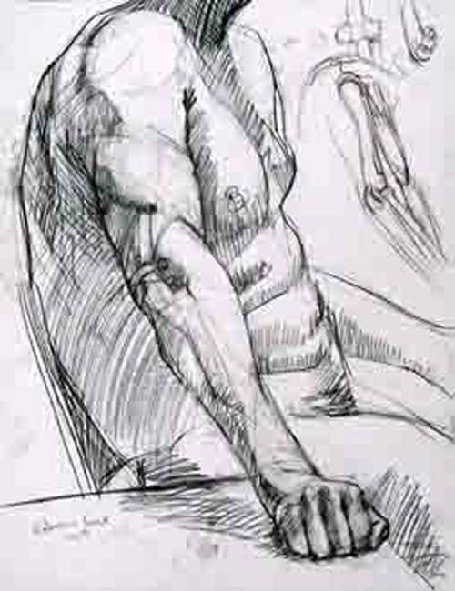 anatstudy1